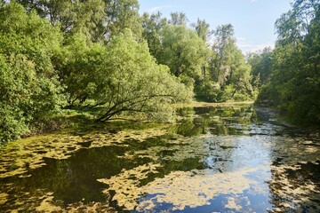 The old pond in the park. The Botanical Garden. Summer time of the year