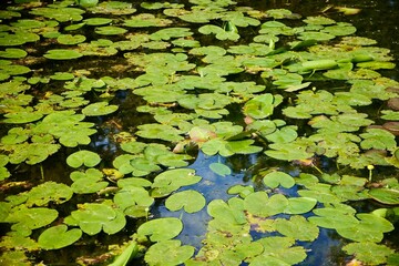Leaves of water lilies in the pond. Summer time of the year