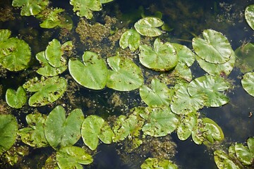 Leaves of water lilies in the pond. Summer time of the year