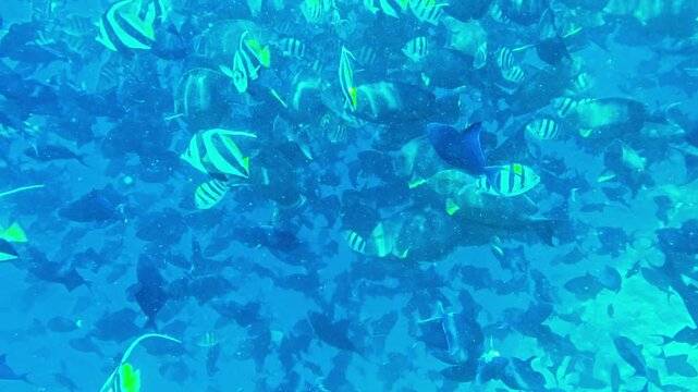 Underwater Tropical with young woman freediver. Marine life sea world as String Rays and School of fish swimming under water world