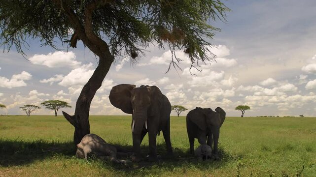 Elephant walking in Kenya grassland on a beautiful clear day, Low angle shot