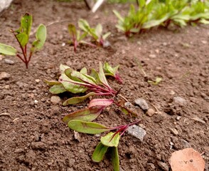 Close up of some beetroot seedlings that have been picked up.