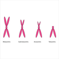 Types of Chromosomes 