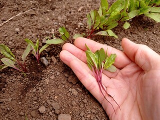 Close up of a few small beetroot seedlings in a woman's hand. 