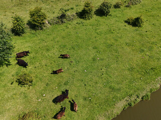 Scottish Highland cattle by a river - aerial view