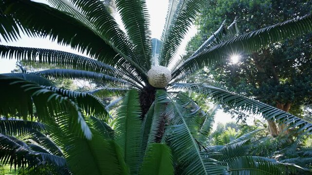 A slow zoom into a large cone at the centre of the green, palm-like leaves of a Karoo cycad in the Durban Botanic Gardens. 