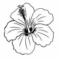 white flower isolated on black