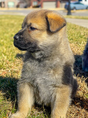 Side Profile of Fluffy Puppy Sitting in the Grass on a Sunny Day

