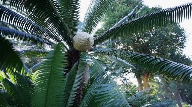 Slow zoom to a massive central cone nestled among the arching, green, palm-like leaves of a Karoo cycad in the lush setting of Durban Botanic Gardens. 
