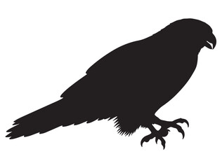 HAWK BIRD SILHOUETTE