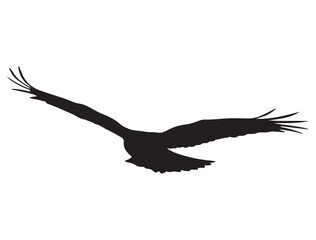 HAWK BIRD SILHOUETTE
