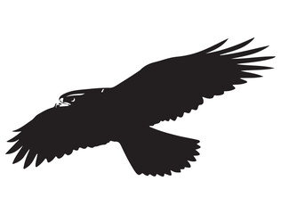 HAWK BIRD SILHOUETTE