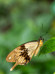 Close-Up of a Mocker Swallowtail Butterfly (Papilio dardanus) on a Green Leaf