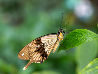 Close-Up of a Mocker Swallowtail Butterfly (Papilio dardanus) Sitting on a Leaf