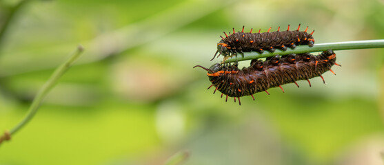 Macro of Two Polydamas Swallowtail Caterpillars (Battus polydamas) on Grass Blade Facing Each Other