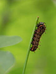 Macro of a Gold Rim Swallowtail Caterpillar (Battus polydamas) Climbing on a  blade of Grass