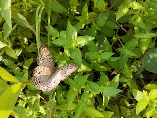 Grey pansy butterfly (Junonia atlites) on leaf in outdoor garden 
