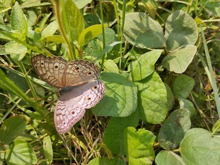 Grey pansy butterfly (Junonia atlites) on leaf in outdoor garden 