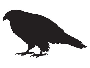 HAWK BIRD SILHOUETTE