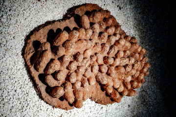 ancient dinosaur egg fossils, showcasing their intricate textures and preserved details