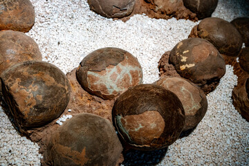 ancient dinosaur egg fossils, showcasing their intricate textures and preserved details © Roberto Sorin