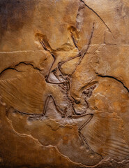 Skeleton fossils preserved in soil and stratigraphic limestone offer significant insights for...