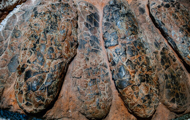 ancient dinosaur egg fossils, showcasing their intricate textures and preserved details