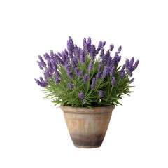 Naklejka premium Vibrant flowering Lavender houseplant arrangement isolated on white background and transparent background for a decorative pot indoor gardening inspiration for a cozy plant nook