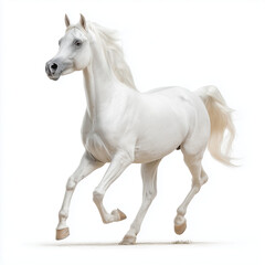 Majestic white horse running gracefully on a white background