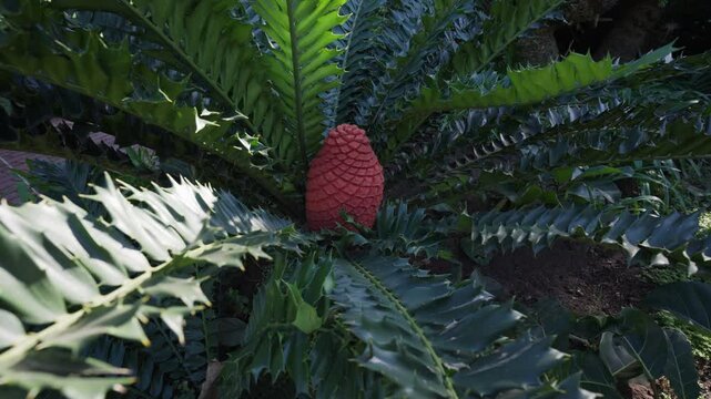 A close-up of a large, vibrant red cone nestled at the centre of green, spiky cycad leaves.