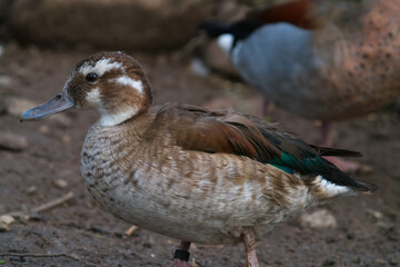 A woman of a sliding shopulder duck