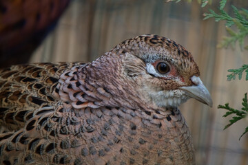 Beautiful woman pheasant