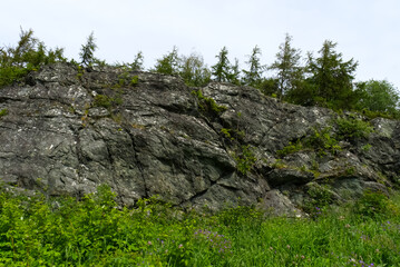 Trees over the mountains