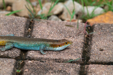 The sunny lizard