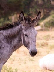 Obraz premium Graceful Equine Gaze