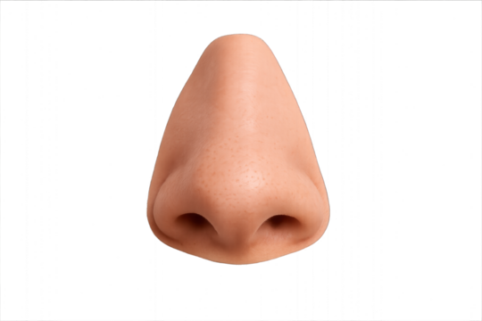 3D image of a female's nose, showing realistic details and texture, isolated on a transparent background.