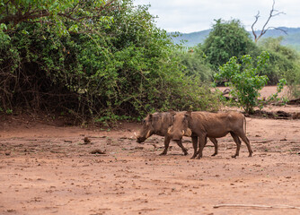 Kruger National Park, South Africa, Safari