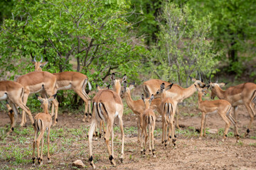 Kruger National Park, South Africa, Safari