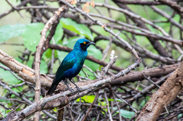Kruger National Park, South Africa, Safari