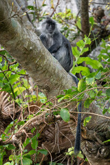 Germain's Langur - Trachypithecus germaini, rare endagered Old World monkey native to tropical forests of Indochina, Vietnam.