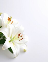 Obraz premium Lily flower background