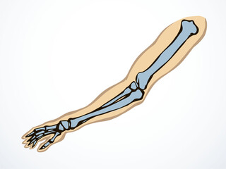 Vector drawing. Bones of the arm and shoulder