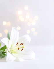 Obraz premium Lily flower background