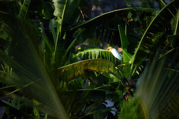 cattle egret standing on the green banana leaf in sun light