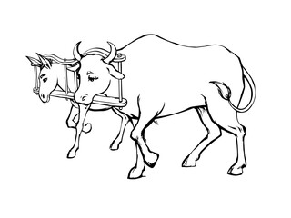 Vector drawing. Ox and donkey in one harness