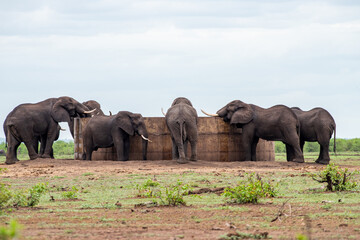 Kruger National Park, South Africa, Safari