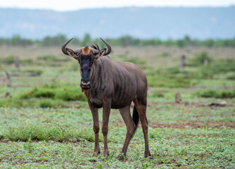 Kruger National Park, South Africa, Safari