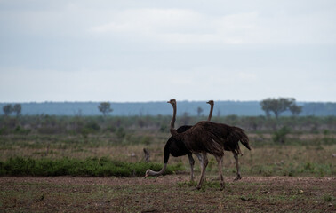 Naklejka premium Kruger National Park, South Africa, Safari