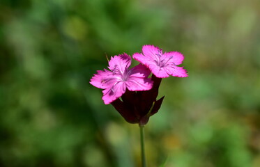 Nahaufnahme einer Kartäusernelke im Frühling