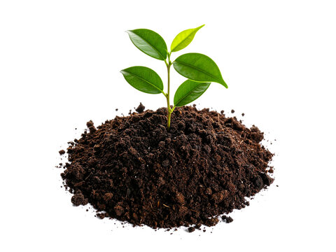 Fototapeta Young green plant emerging from dark soil on white background. Suitable for nature themes, growth concepts, gardening, and environmental designs.